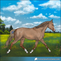 Horse Color:Red Dun 
