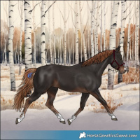 Horse Color:Liver Chestnut 