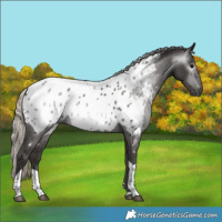 Horse Color:Gray Silver Black Tobiano Near Leopard