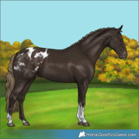 Horse Color:Liver Chestnut Tobiano Appaloosa