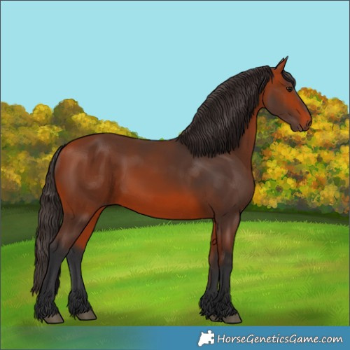 Horse Color:Bay 