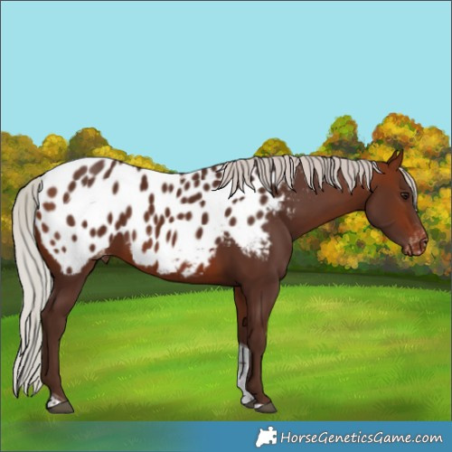 Horse Color:Silver Bay Tobiano Appaloosa