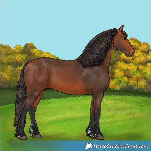 Horse Color:Bay 