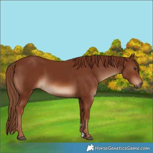 Horse Color:Chestnut 