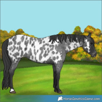Horse Color:Blue Roan Appaloosa 