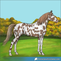Horse Color:Liver Red Dun Tobiano Appaloosa 