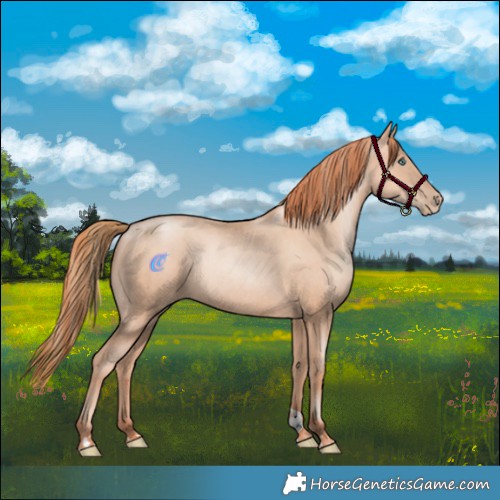 Horse Color:Gold Champagne Pearl Rabicano and Amber Champagne Pearl Rabicano