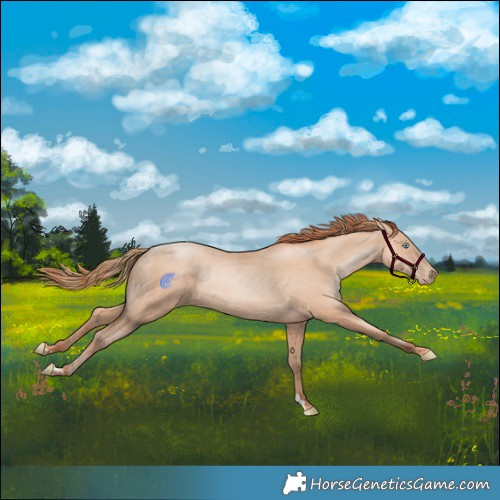 Horse Color:Gold Champagne Pearl Rabicano  and Amber Champagne Pearl Rabicano 