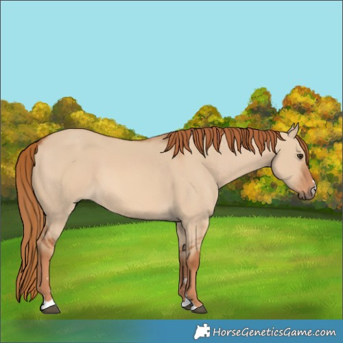 Horse Color:Red Dun 