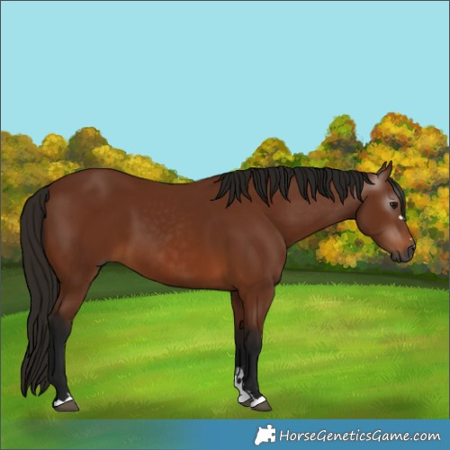 Horse Color:Gray Bay 