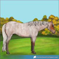Horse Color:Silver Brown Roan 