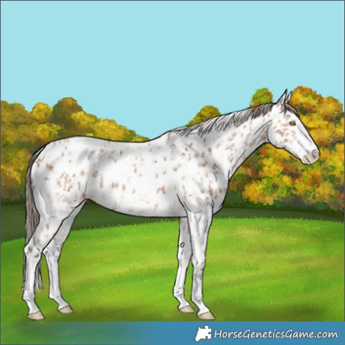 Horse Color:Amber Champagne Sabino Tobiano Appaloosa  and Amber Champagne Sabino Tobiano Appaloosa Rabicano 