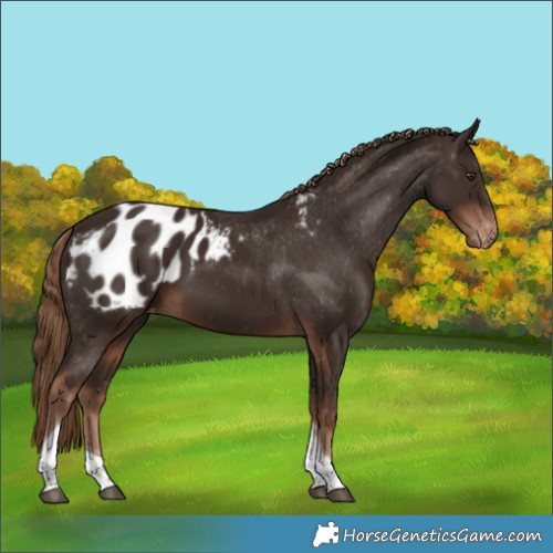 Horse Color:Liver Chestnut Tobiano Appaloosa 
