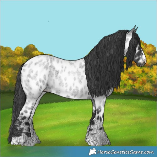 Horse Color:Blue Roan Appaloosa 