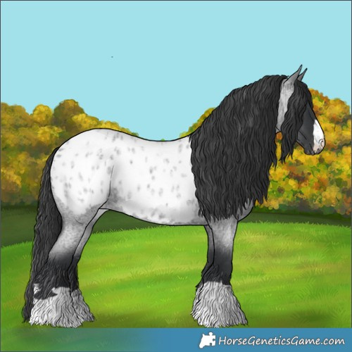 Horse Color:Blue Roan Appaloosa