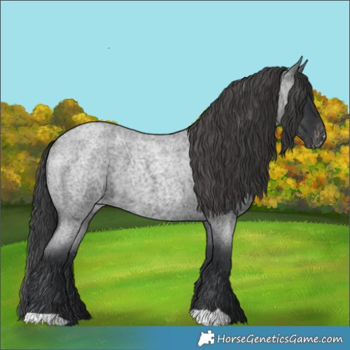 Horse Color:Blue Roan Appaloosa 