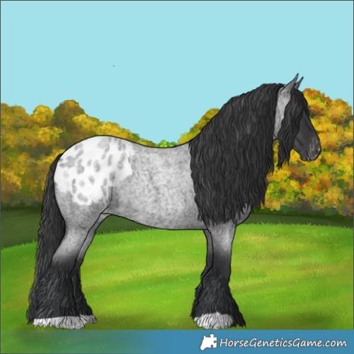 Horse Color:Blue Roan Appaloosa