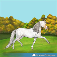 Horse Color:Gray Silver Amber Cream Champagne Roan Dun Splash Tobiano Frame Appaloosa Rabicano