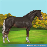 Horse Color:Liver Chestnut Mushroom 