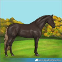 Horse Color:Liver Chestnut 