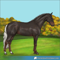 Horse Color:Liver Chestnut Mushroom 