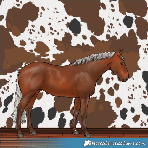 Horse Color:Silver Bay 