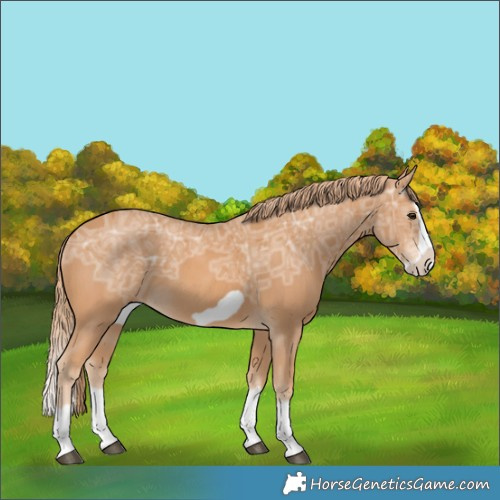Horse Color:Chestnut Ice Splash Frame 