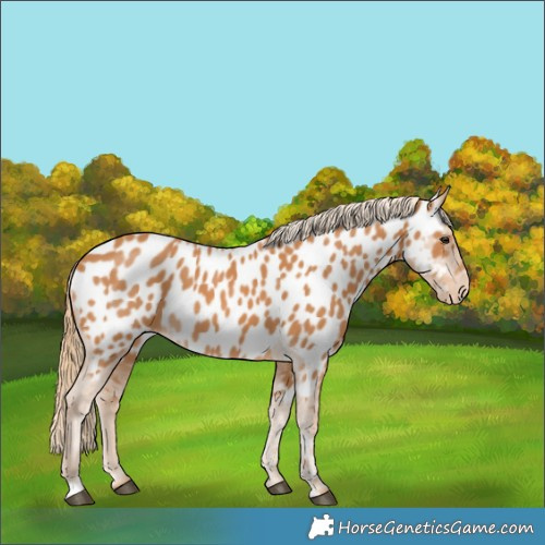 Horse Color:Chestnut Appaloosa 