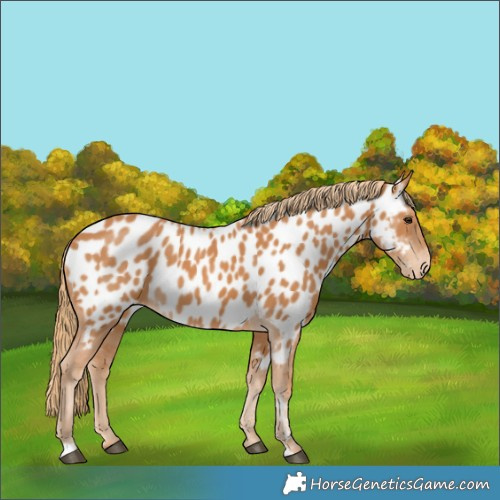 Horse Color:Chestnut Appaloosa 