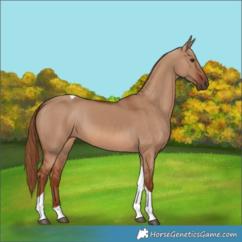 Horse Color:Red Dun Tobiano 