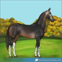 Horse Color:Gray White Spotted Buckskin 