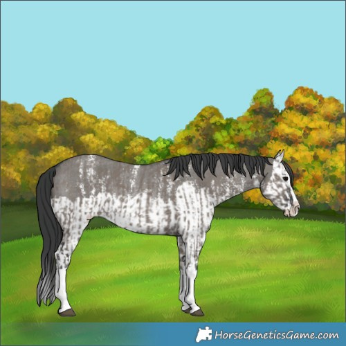 Horse Color:Grullo Sabino Splash and Grullo Sabino Splash Rabicano