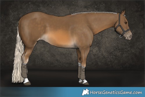 Horse Color:Chocolate Palomino Tobiano Appaloosa 