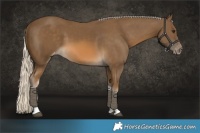 Horse Color:Chocolate Palomino Tobiano Varnish 
