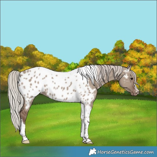Horse Color:Silver Grullo Tobiano Appaloosa 