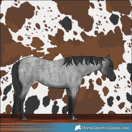 Horse Color:Blue Roan 