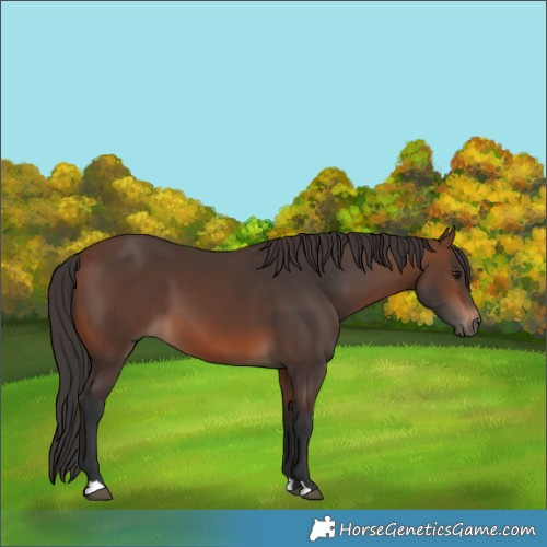 Horse Color:Brown 