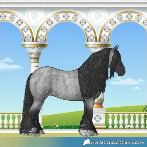 Horse Color:Blue Roan 