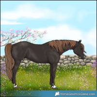 Horse Color:Liver Chestnut 