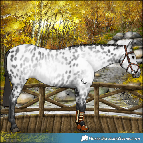 Horse Color:Gray Black Near Leopard 