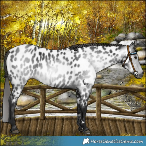 Horse Color:Gray Black Near Leopard 