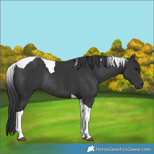 Horse Color:Black Tobiano Rabicano 