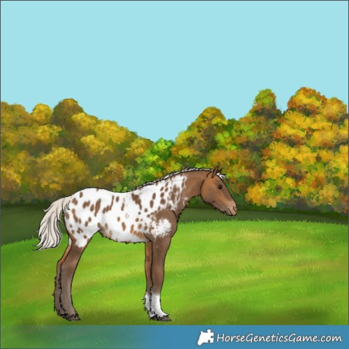Horse Color:Silver Buckskin Tobiano Appaloosa 
