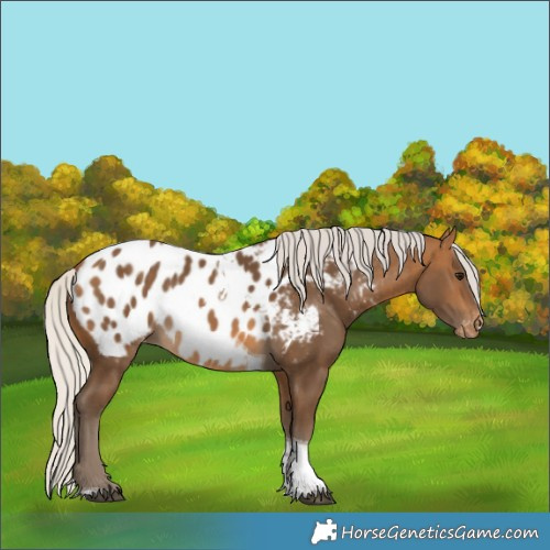 Horse Color:Silver Buckskin Tobiano Appaloosa 