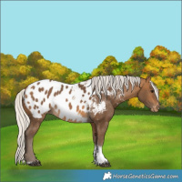 Horse Color:Silver Buckskin Tobiano Blanket