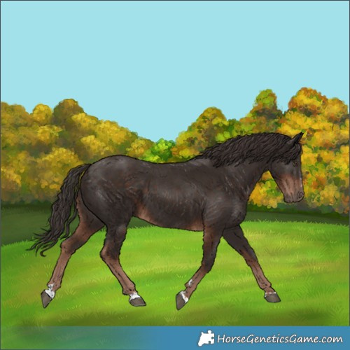 Horse Color:Liver Chestnut