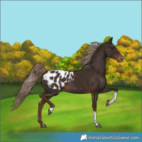 Horse Color:Liver Chestnut Tobiano Blanket