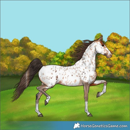 Horse Color:Bay Near Leopard  and Amber Champagne Near Leopard 