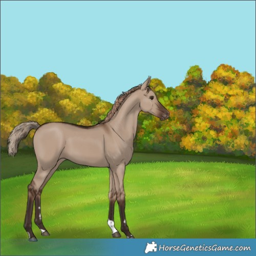 Horse Color:Liver Red Dun Tobiano Varnish 