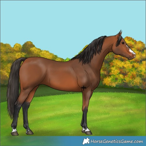 Horse Color:Bay 